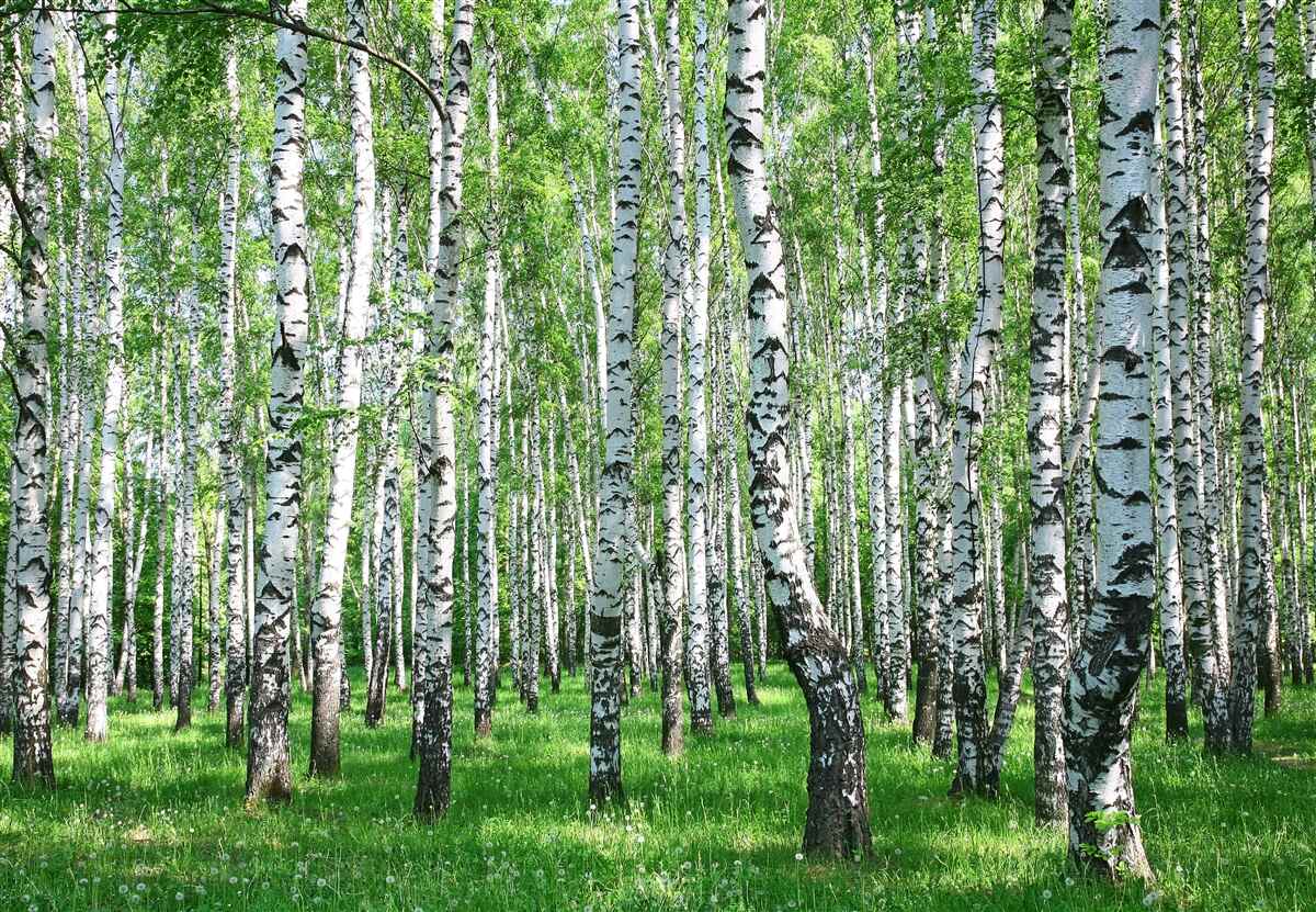 Papier peint il y a beaucoup de bouleaux dans la forêt
