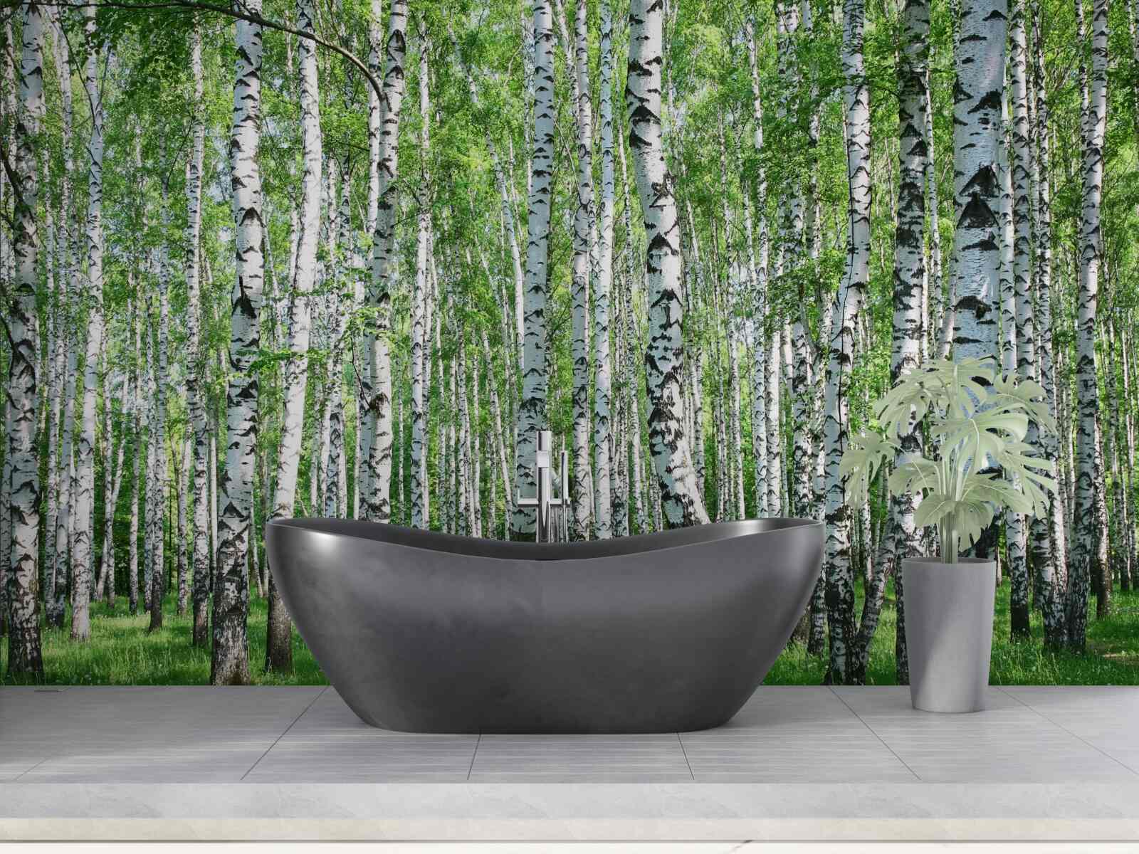 Papier peint il y a beaucoup de bouleaux dans la forêt