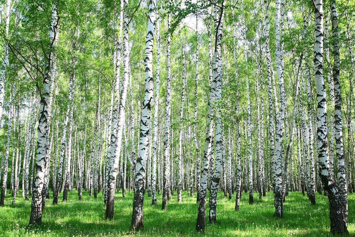 Papier peint gracieux, vers les bouleaux du ciel