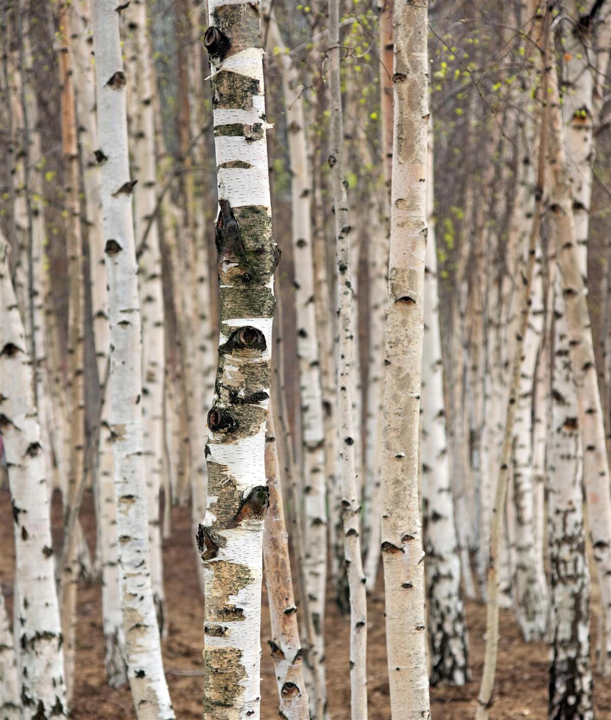 Papier peint les bouleaux dans la forêt