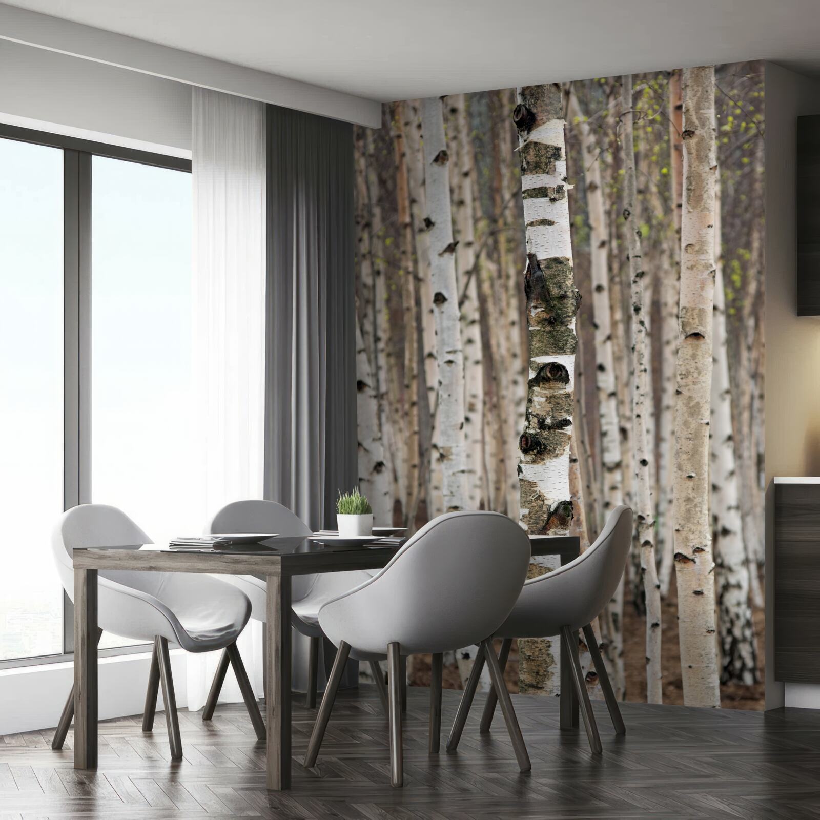 Papier peint les bouleaux dans la forêt