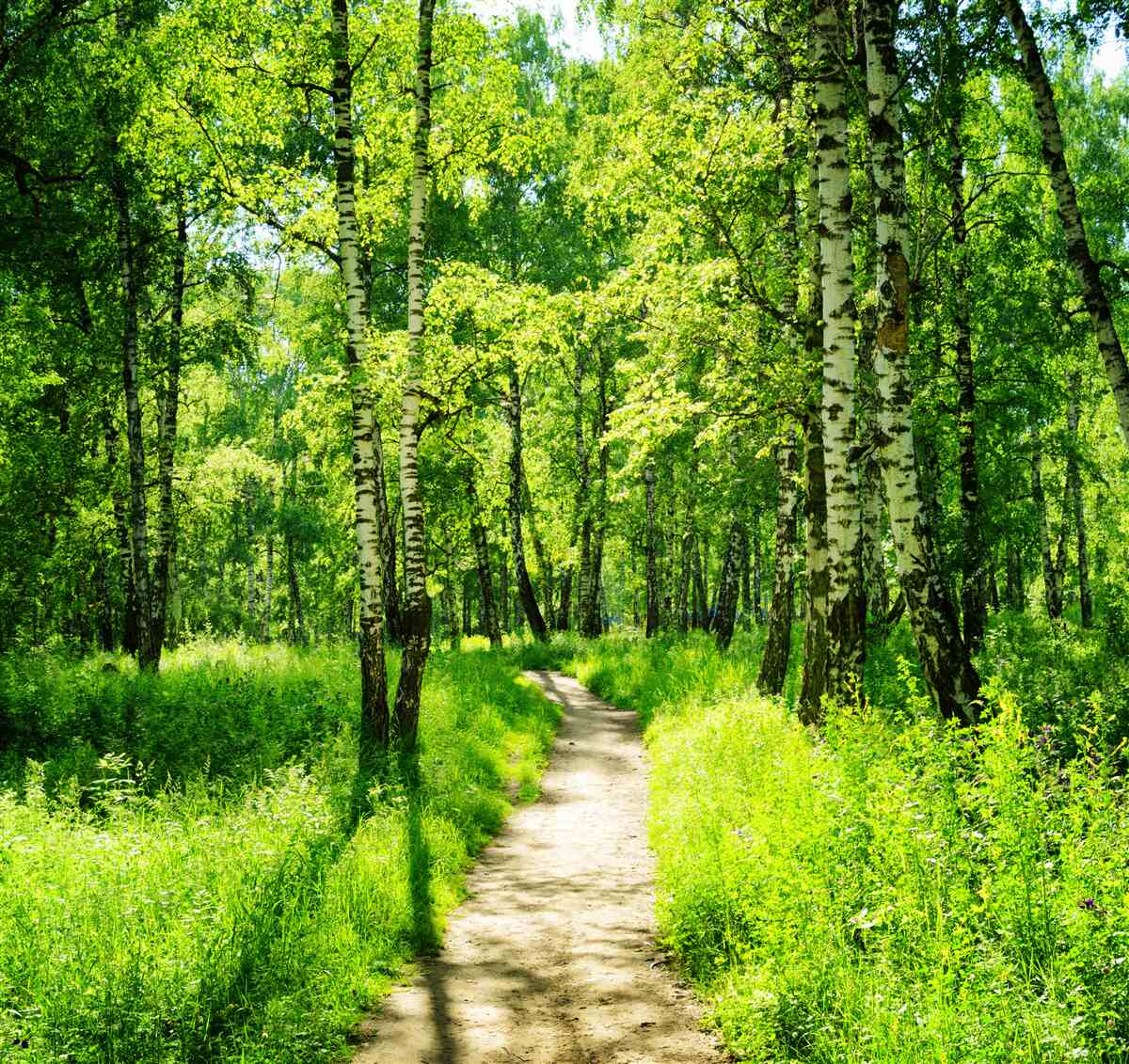 Papier peint chemin entouré d'arbres verts