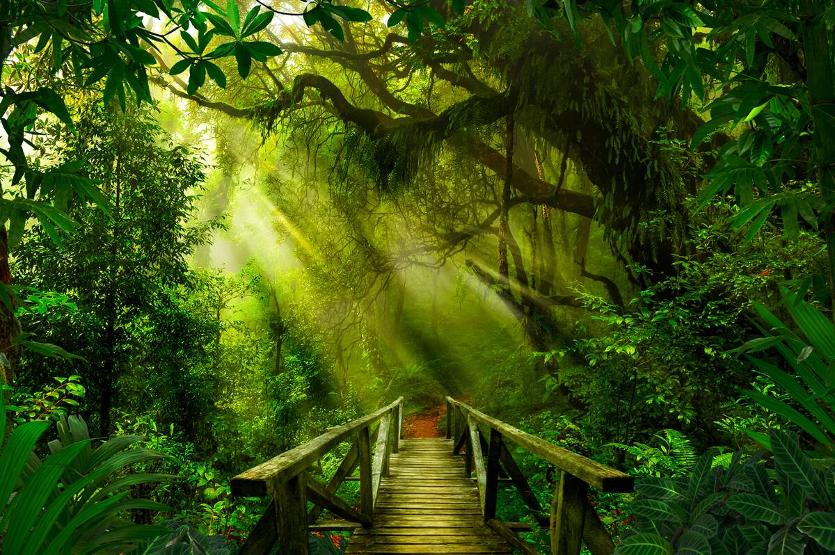 Papier peint un pont au cœur de la forêt