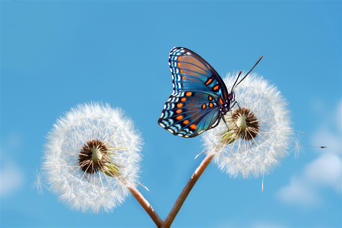 Papier peint un papillon se pose sur un pissenlit desséché