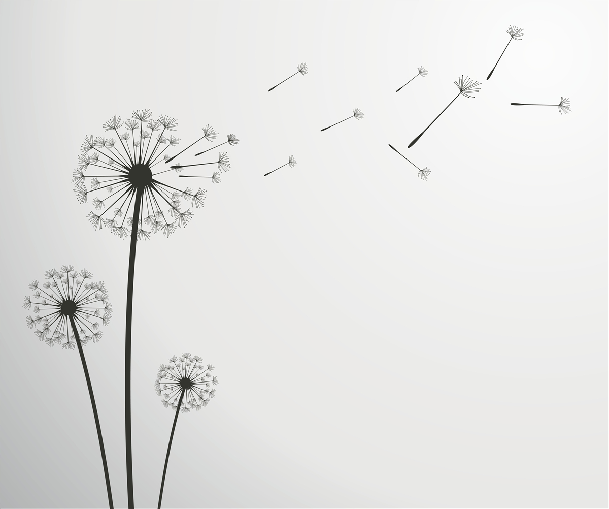 Papier peint l'asclépiade tombée s'envole