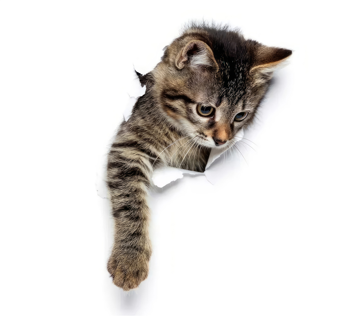 Papier peint un chaton émerge d'un mur blanc