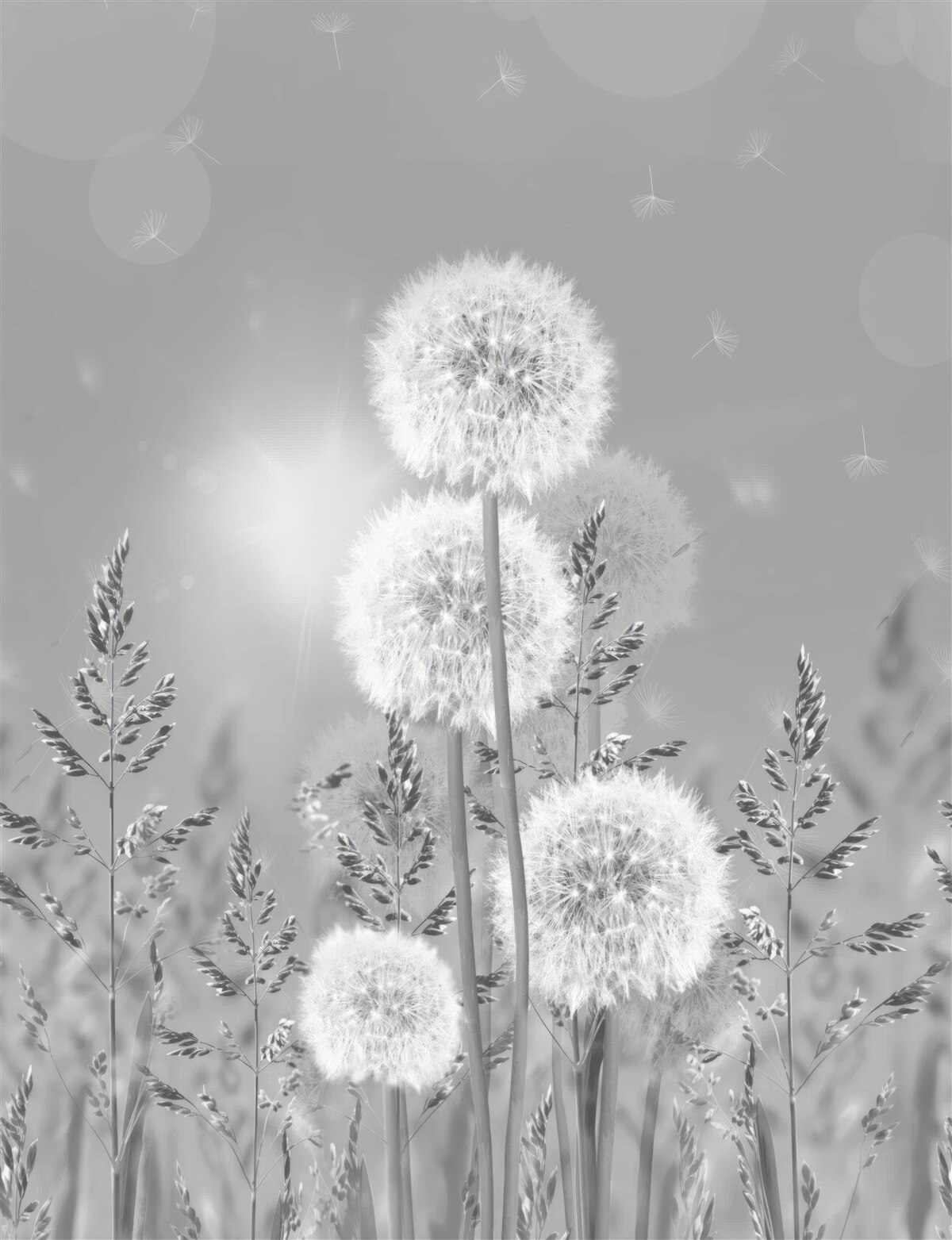 Papier peint pissenlits en noir et blanc