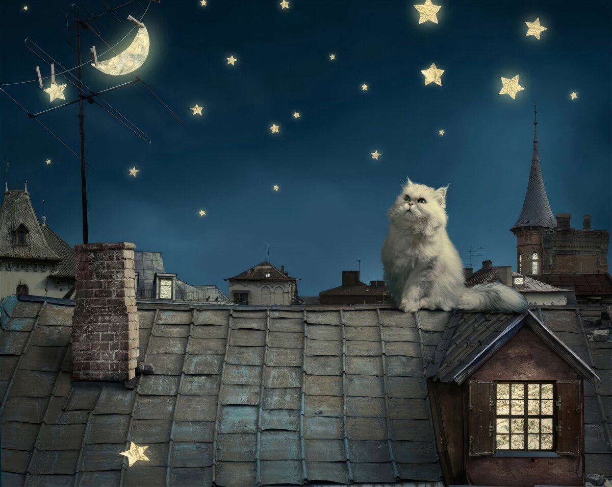 Papier peint sur le toit, un chat blanc admire les étoiles