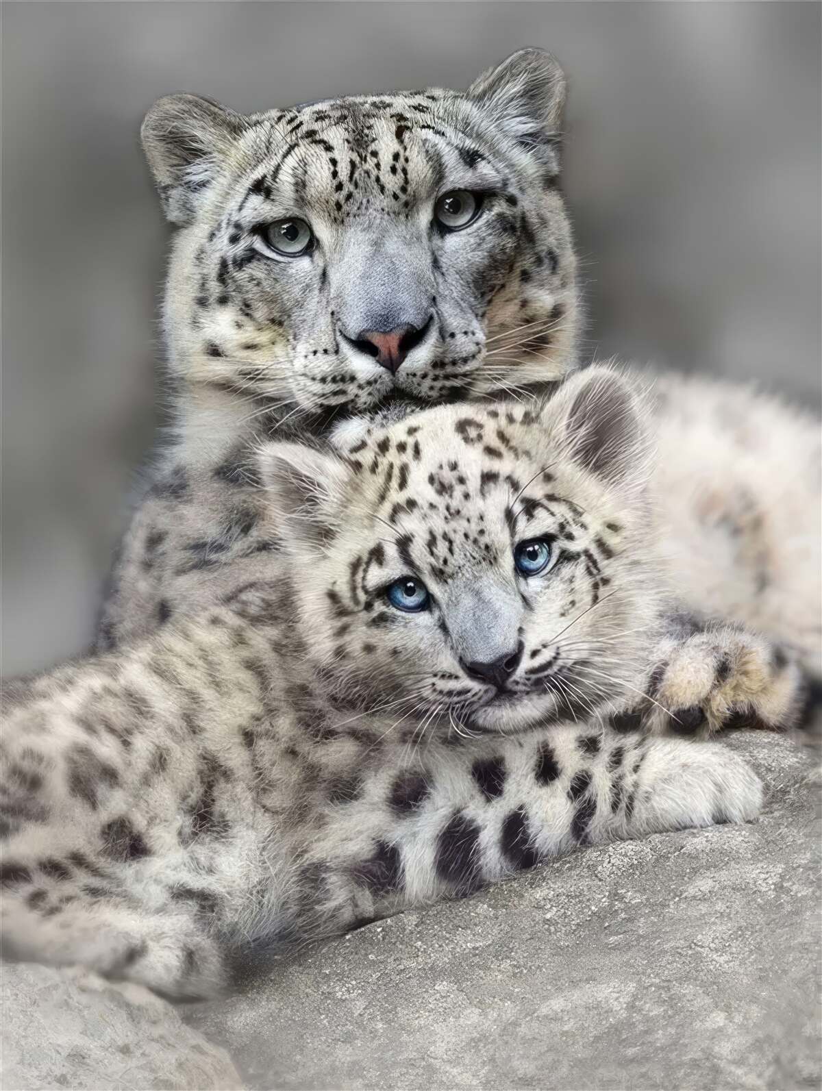 Papier peint léopard avec son petit