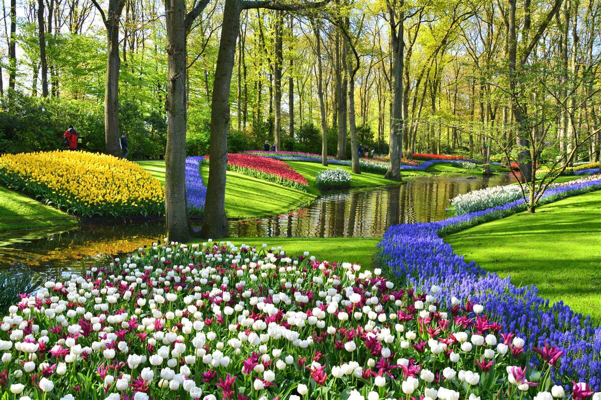 Papier peint magnifique chemin avec des tulipes près de l'eau