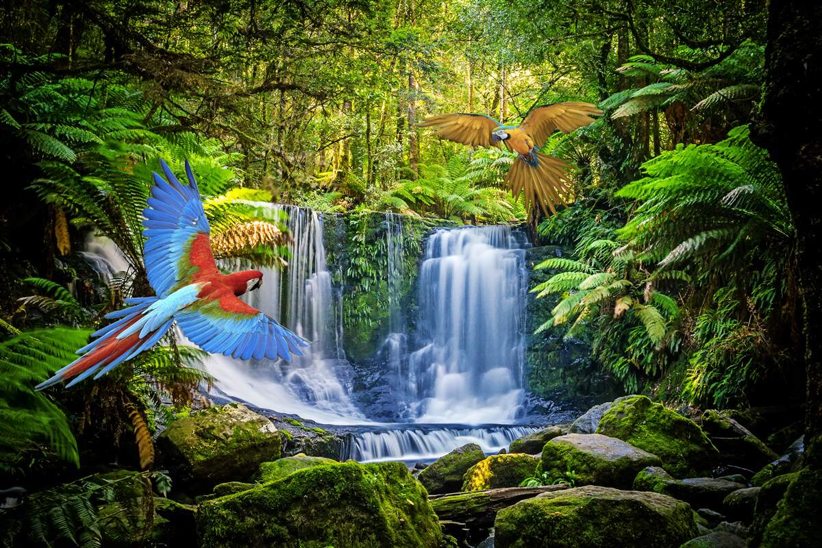 Papier peint une cascade cachée dans la forêt