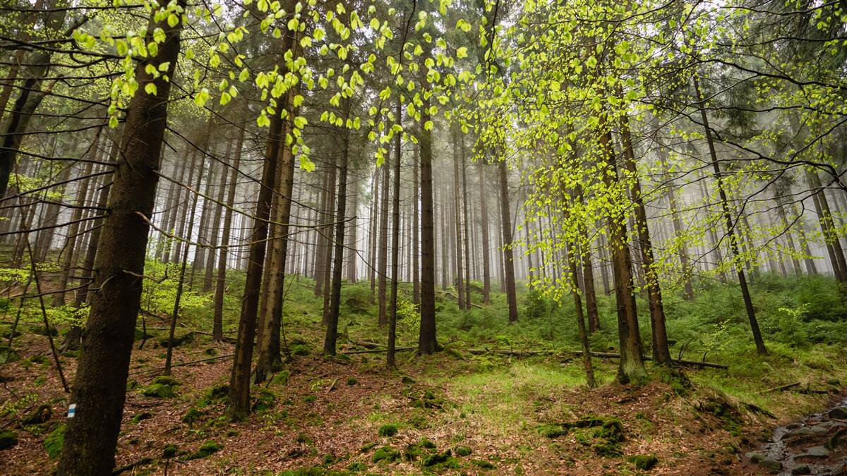 Papier peint forêt verte après la pluie
