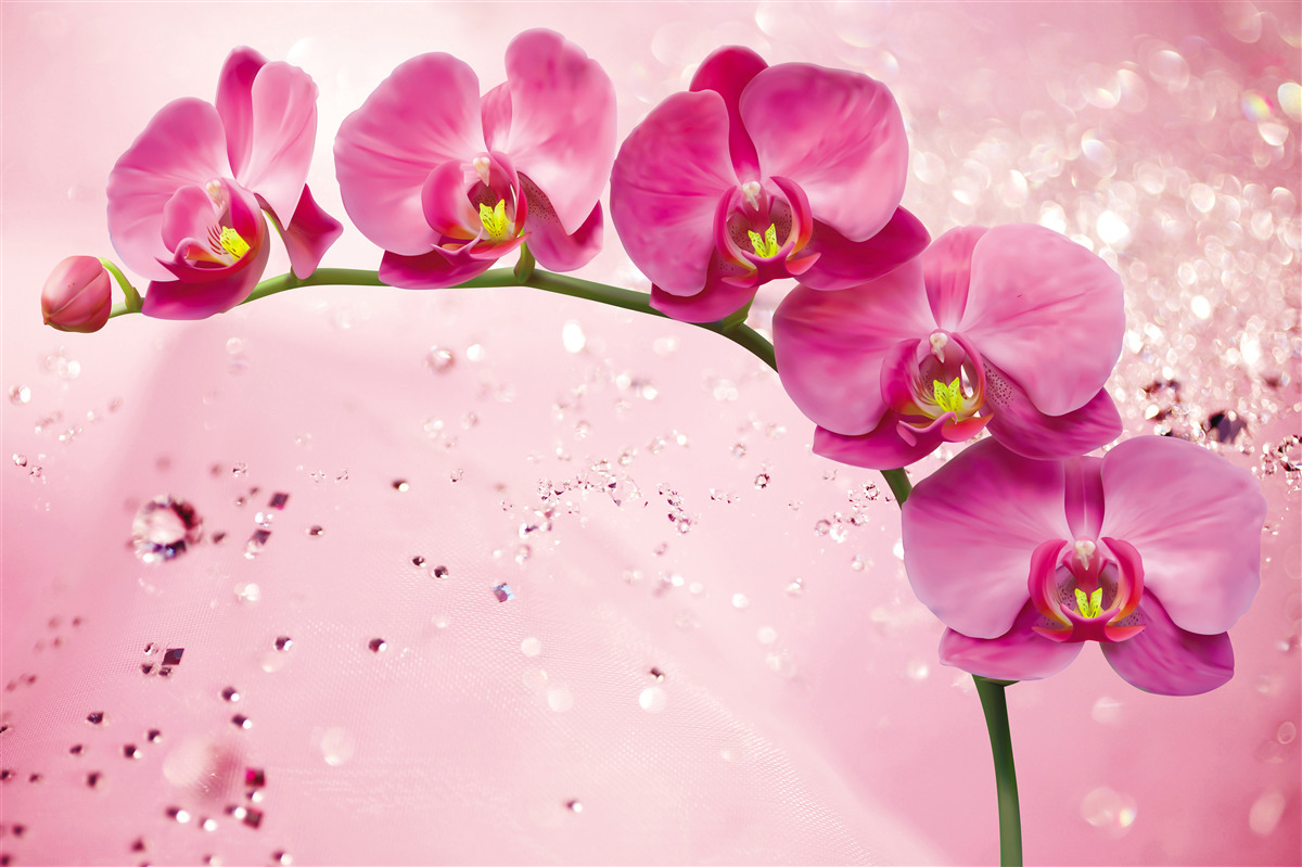 Papier peint orchidée rouge sur une branche