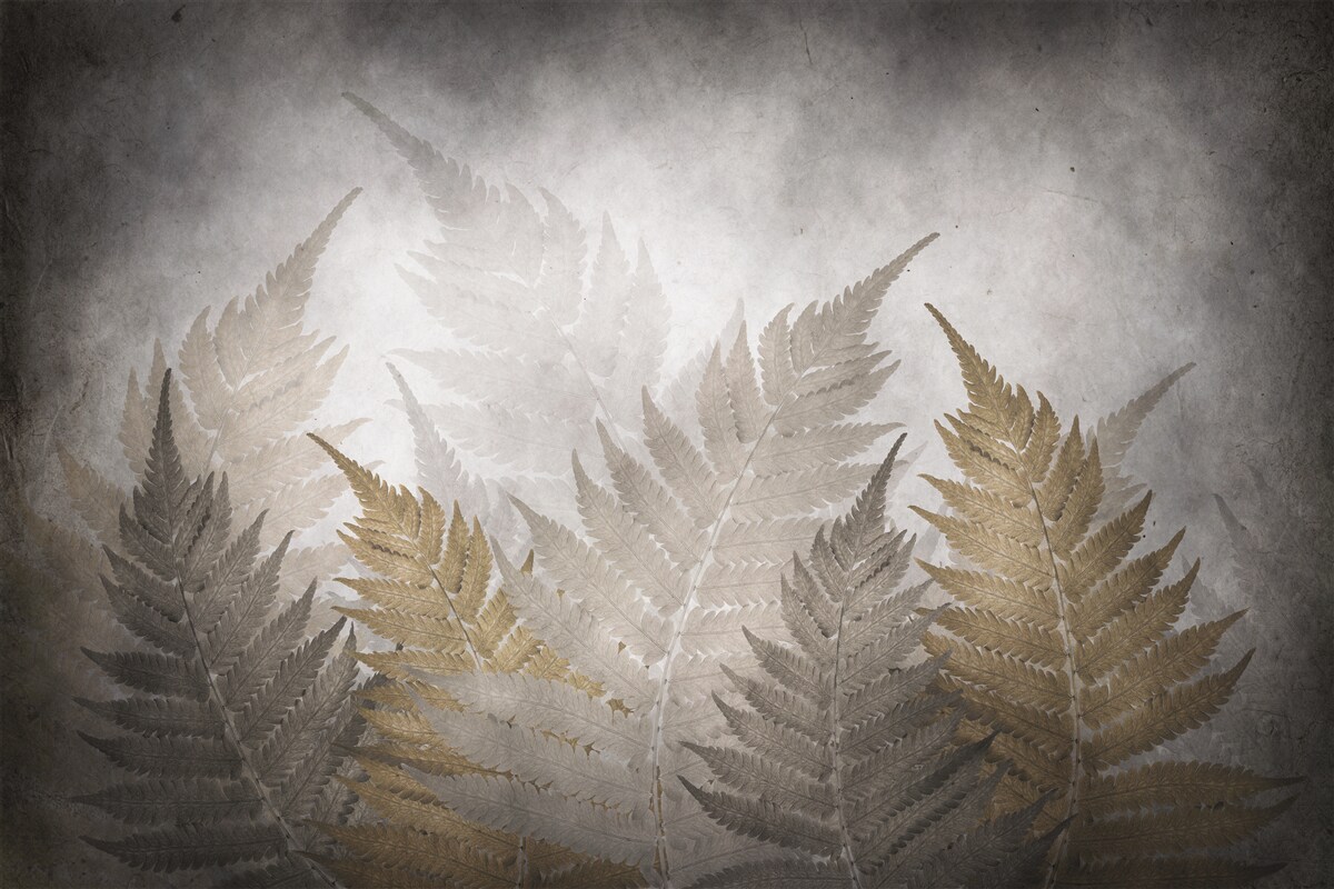 Papier peint feuilles de fougères enveloppées de brume dans la forêt