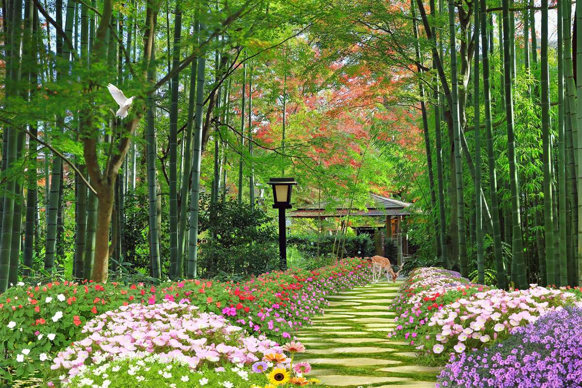 Papier peint photo d'une forêt avec de la verdure et un chemin