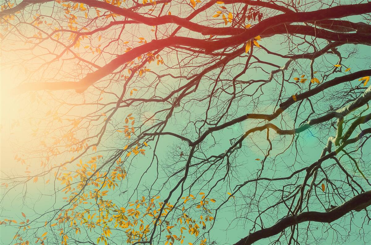 Papier peint les branches d'arbres se découpent sur le ciel