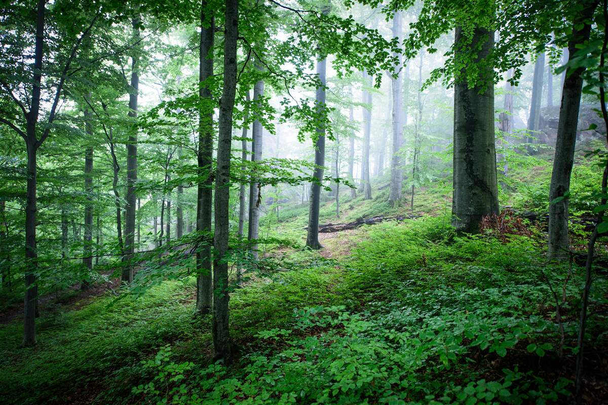 Papier peint le brouillard s'abat sur le bosquet de la forêt