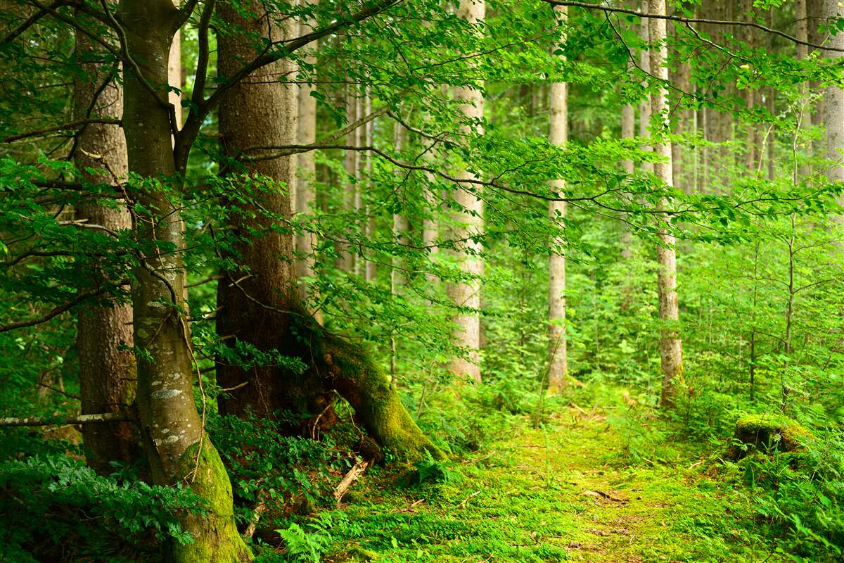 Papier peint forêt d'été verdoyante