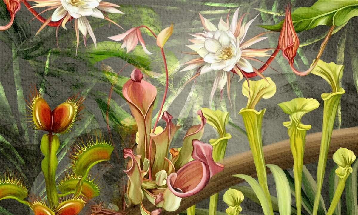 Papier peint plantes carnivores des régions tropicales