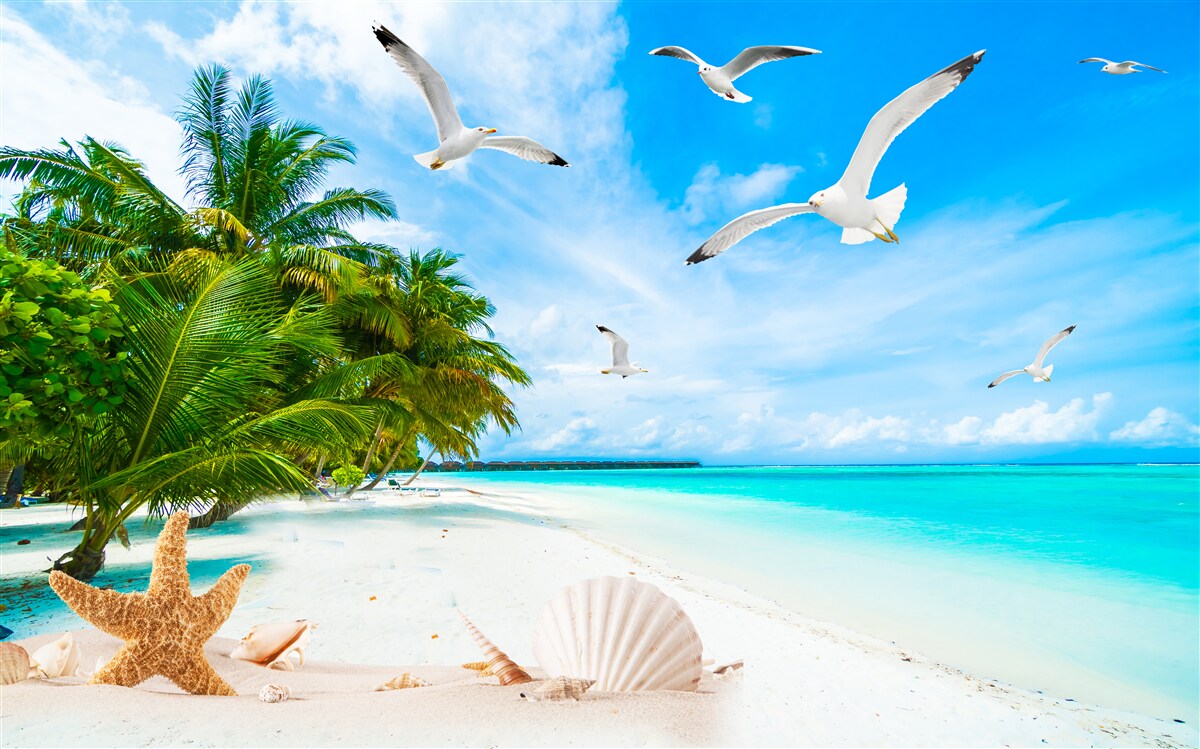 Papier peint rivage tropical calme