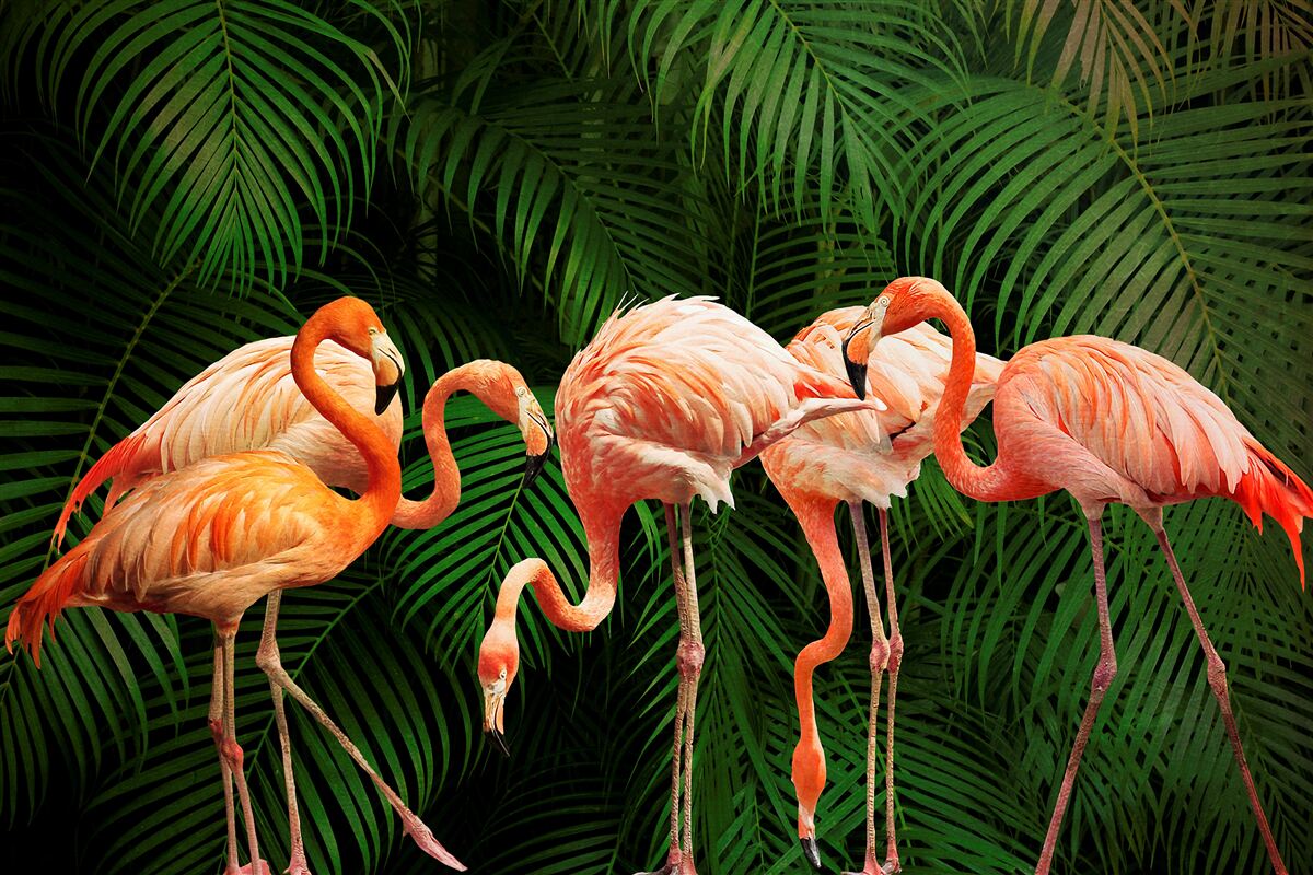 Papier peint flamants roses dans une forêt avec des arbres verts
