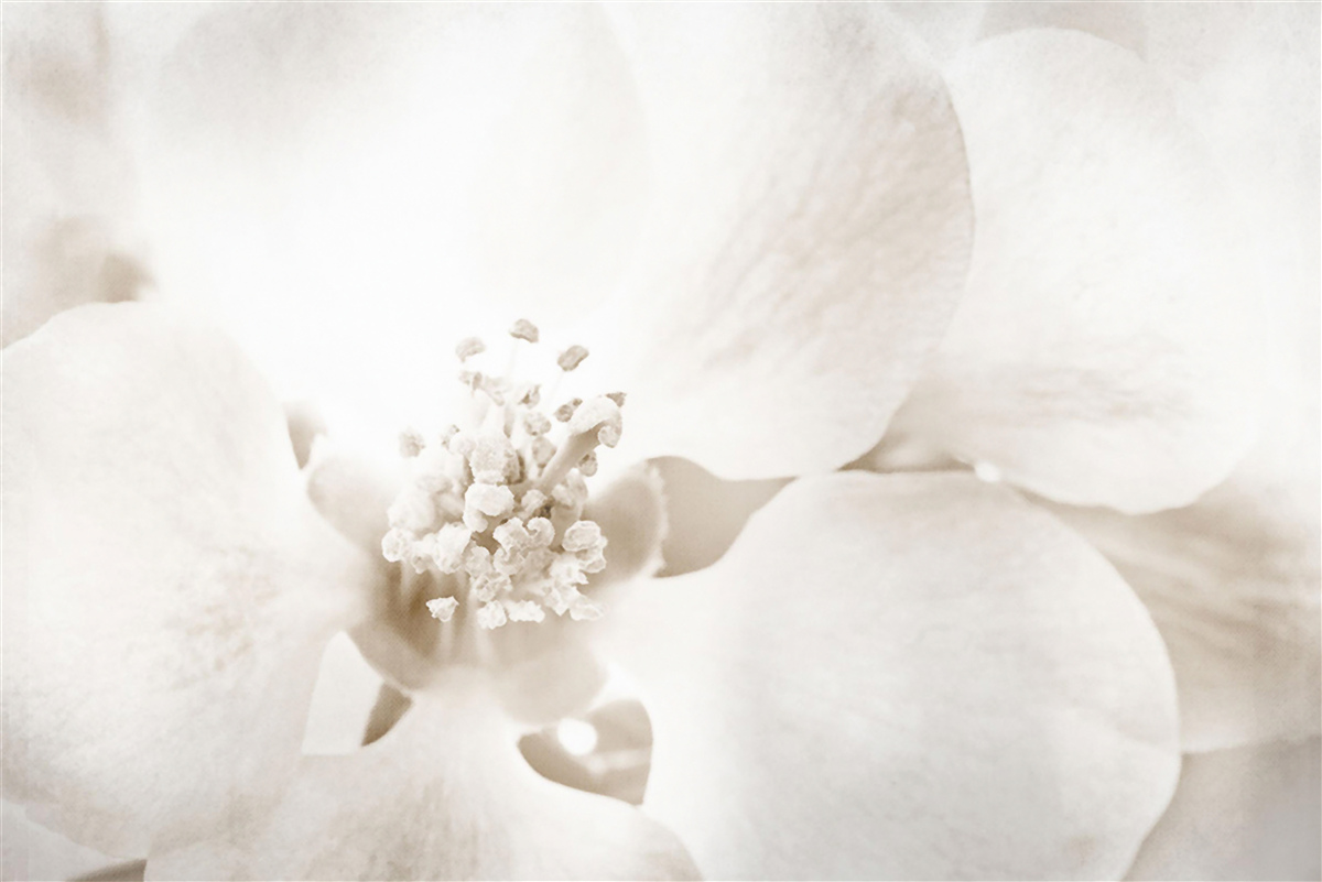 Papier peint grand bourgeon d'orchidée délicat