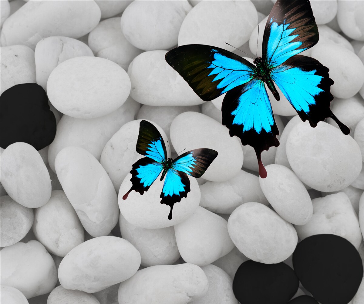 Papier peint papillons colorés sur des pierres brillantes