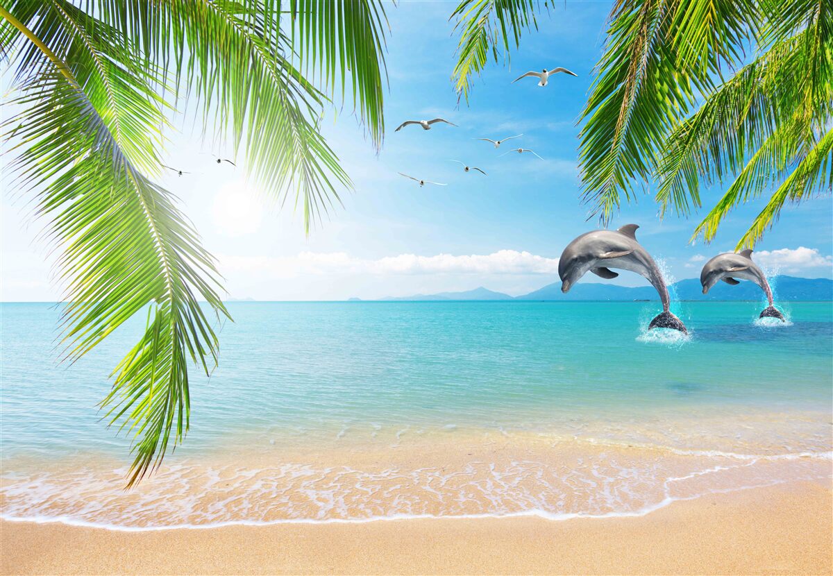 Papier peint deux dauphins au large de la côte avec une eau azur