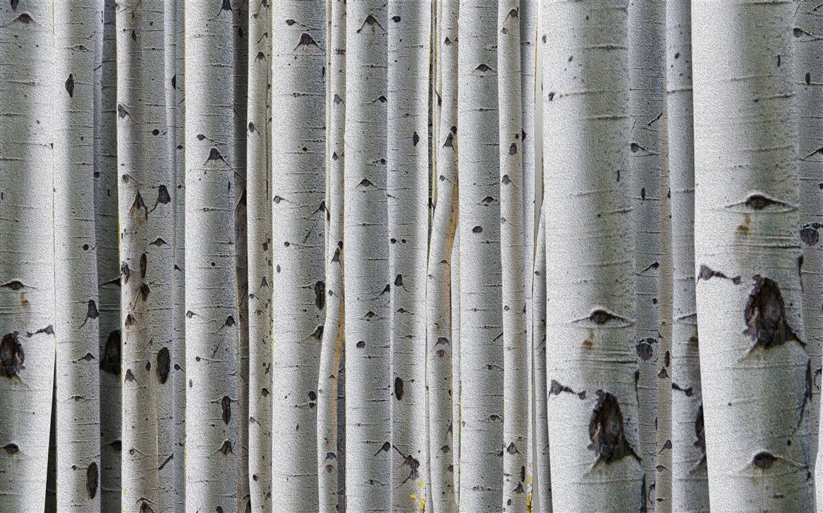 Papier peint forêt de bouleaux