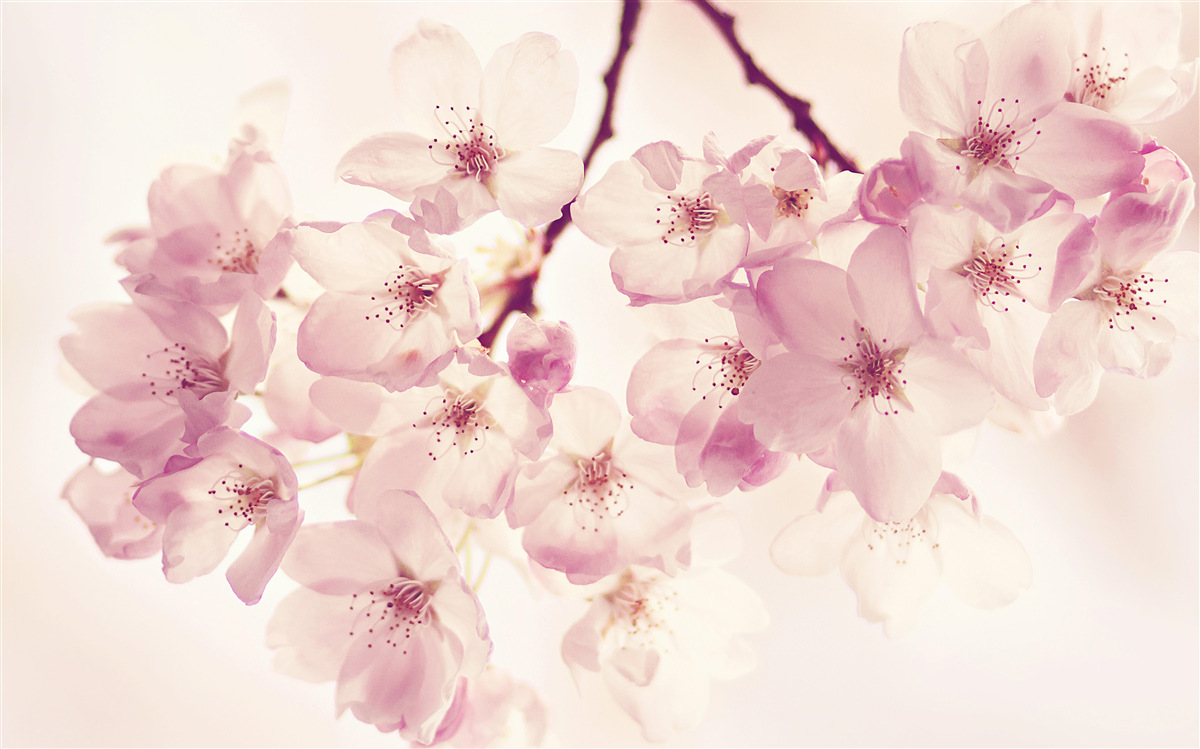 Papier peint les fleurs de cerisier sauvage, pleines de délicatesse