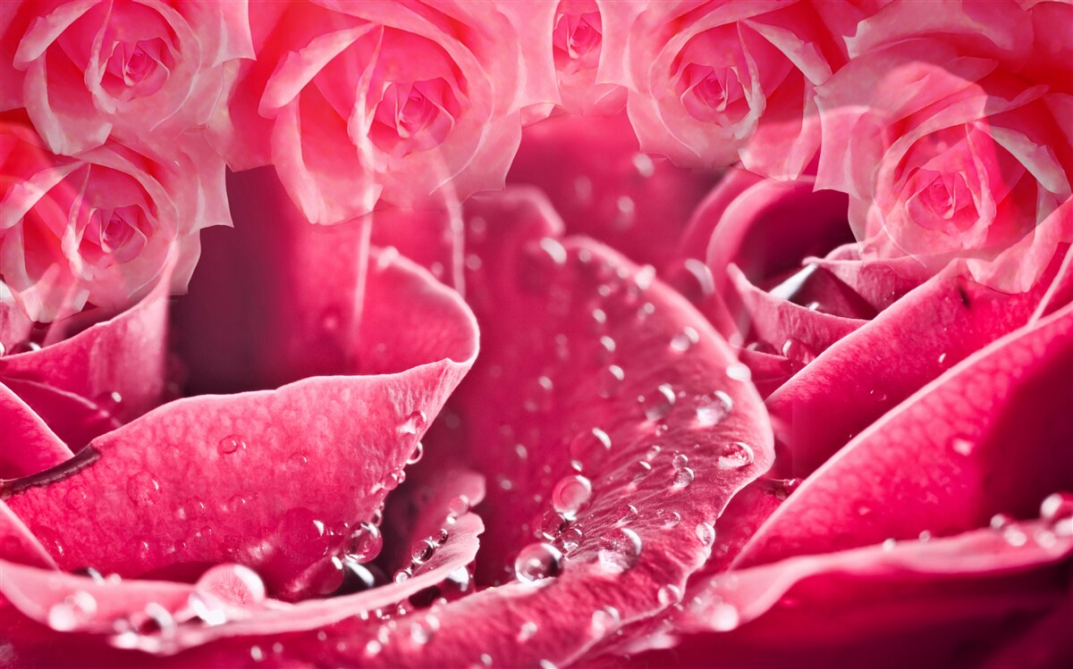 Papier peint gouttes de rosée sur une rose