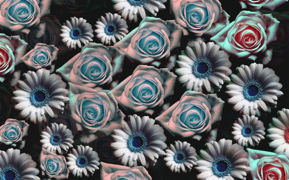 Papier peint gerberas et roses sur fond noir