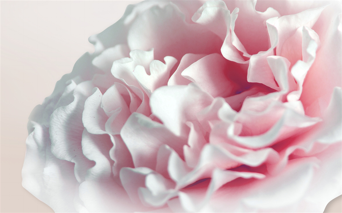 Papier peint beignet rose pâle et moelleux