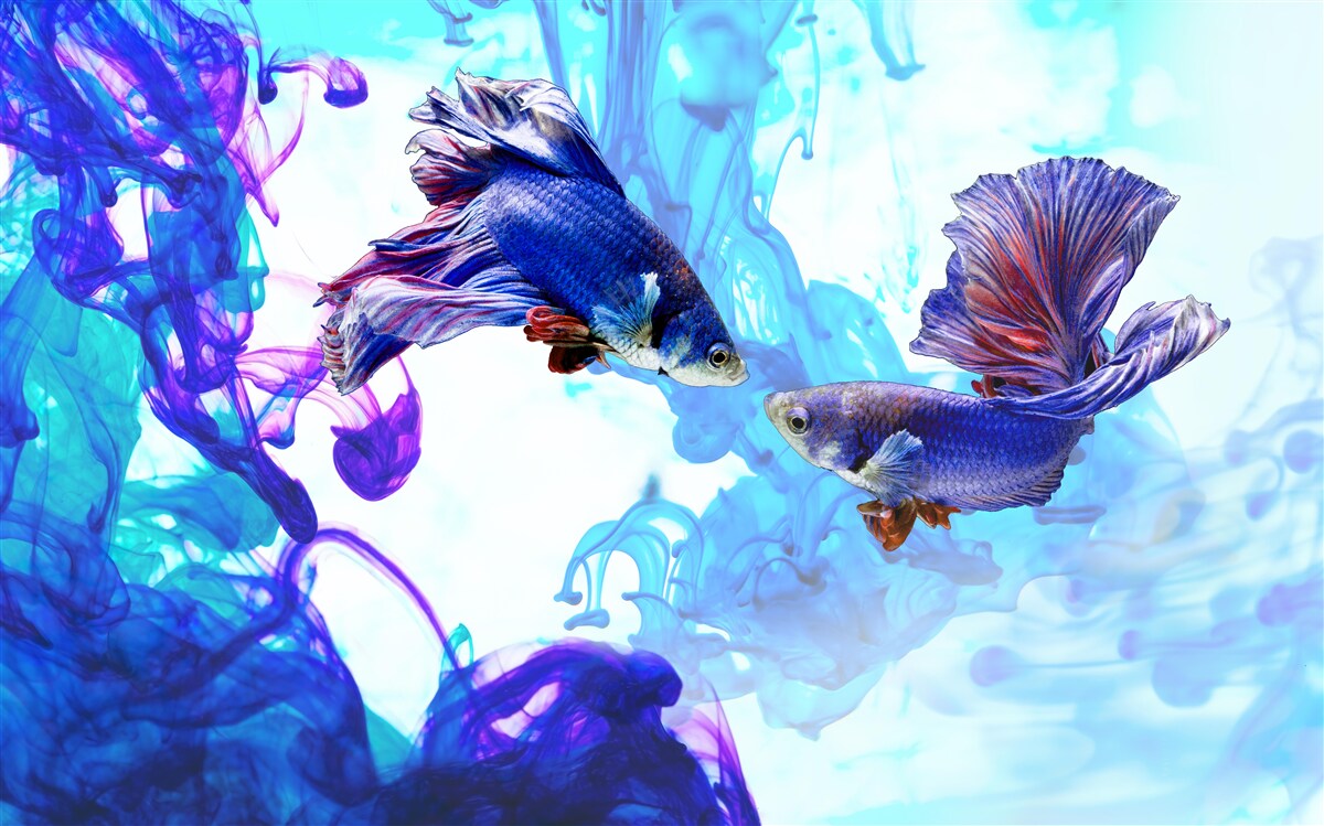 Papier peint les habitants de l'eau à queue jouent dans les éléments humides