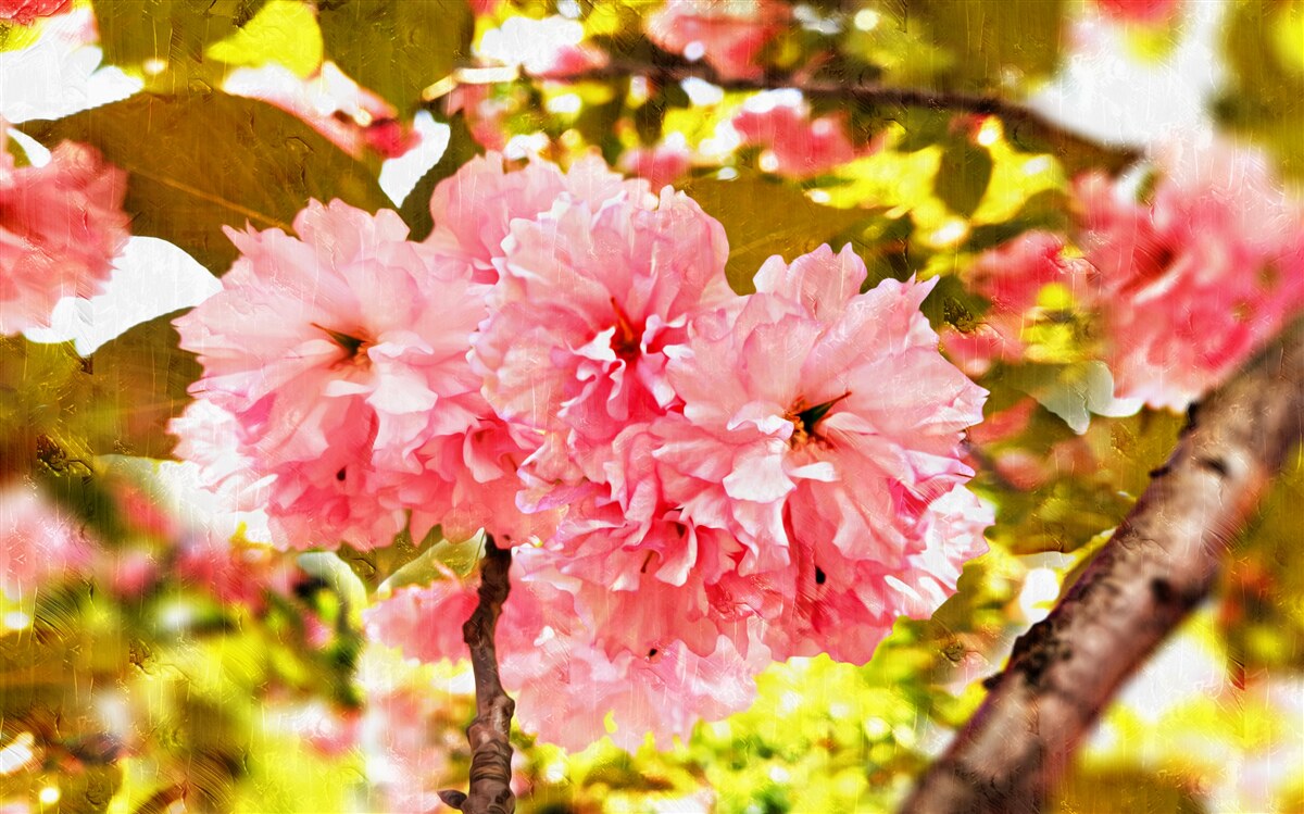 Papier peint kanzan sakura en pleine floraison