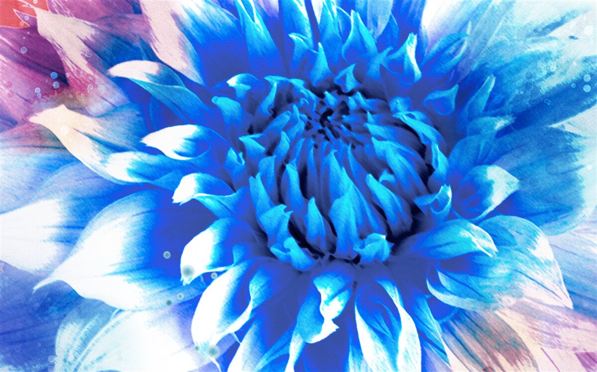 Papier peint bleu comme l'azur aster