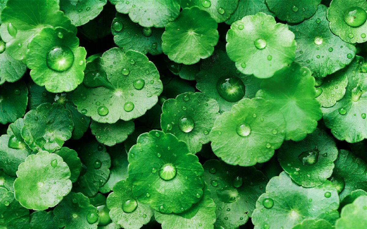 Papier peint feuilles vertes recouvertes de gouttes d'eau fraîches