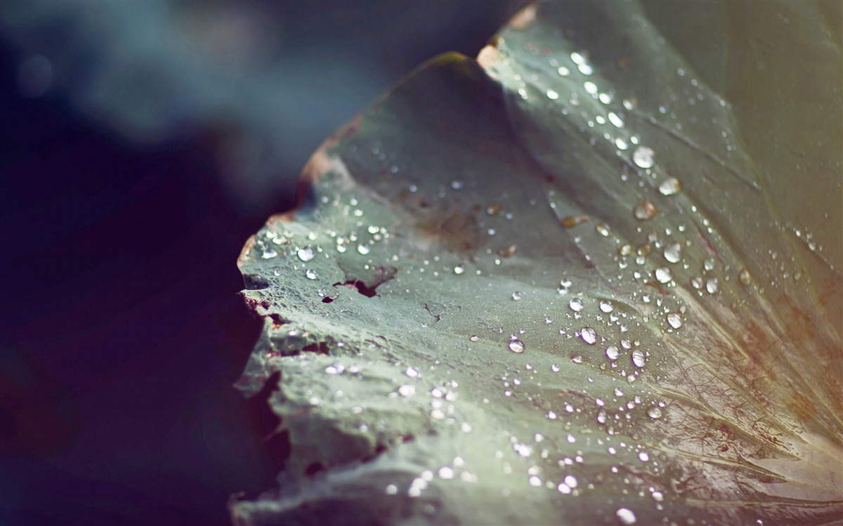 Papier peint grains de rosée précoce sur une feuille