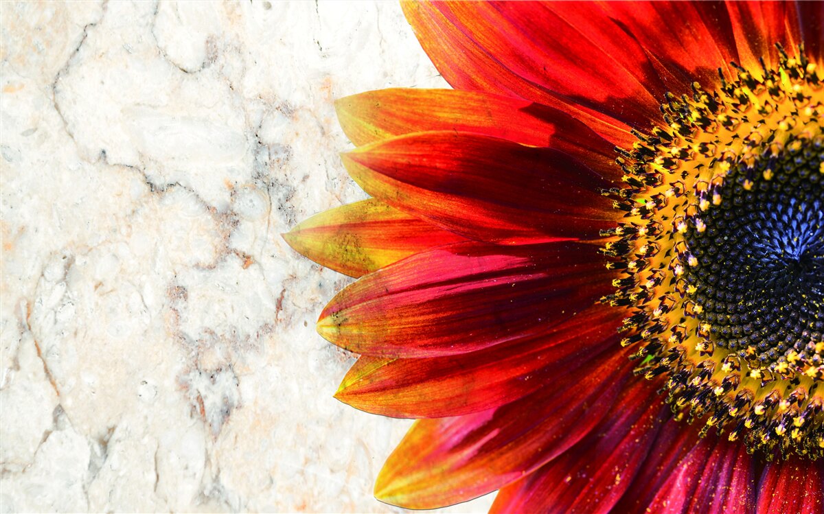 Papier peint énorme gerbera rouge-orange