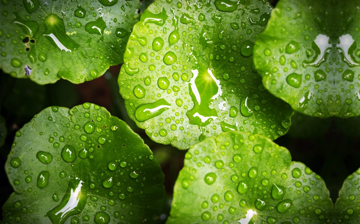 Papier peint les feuilles lavées par les gouttes de pluie ont pris une riche teinte verte