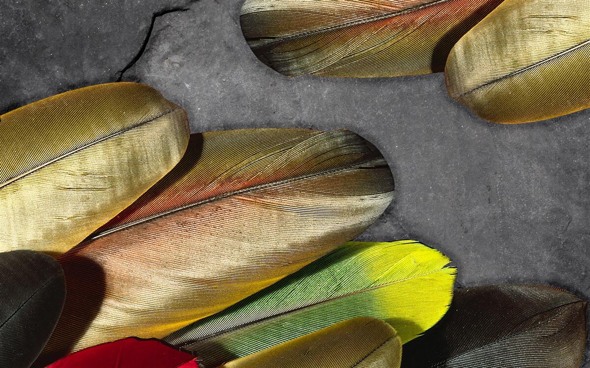 Papier peint plumes dorées scintillantes sur fond gris