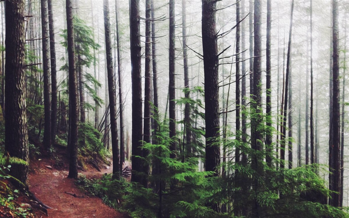 Papier peint la forêt brumeuse est pleine de grands arbres élancés