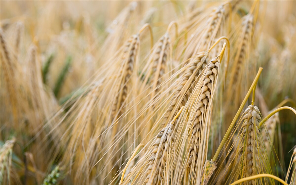 Papier peint champ d'épis de blé en cours de maturation