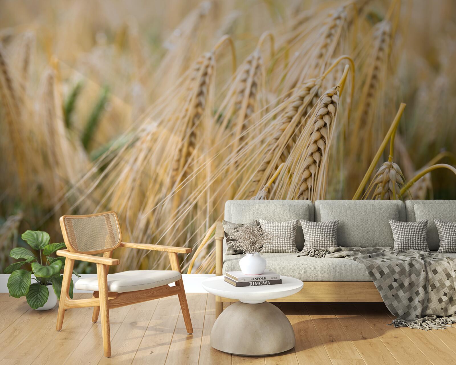 Papier peint champ d'épis de blé en cours de maturation