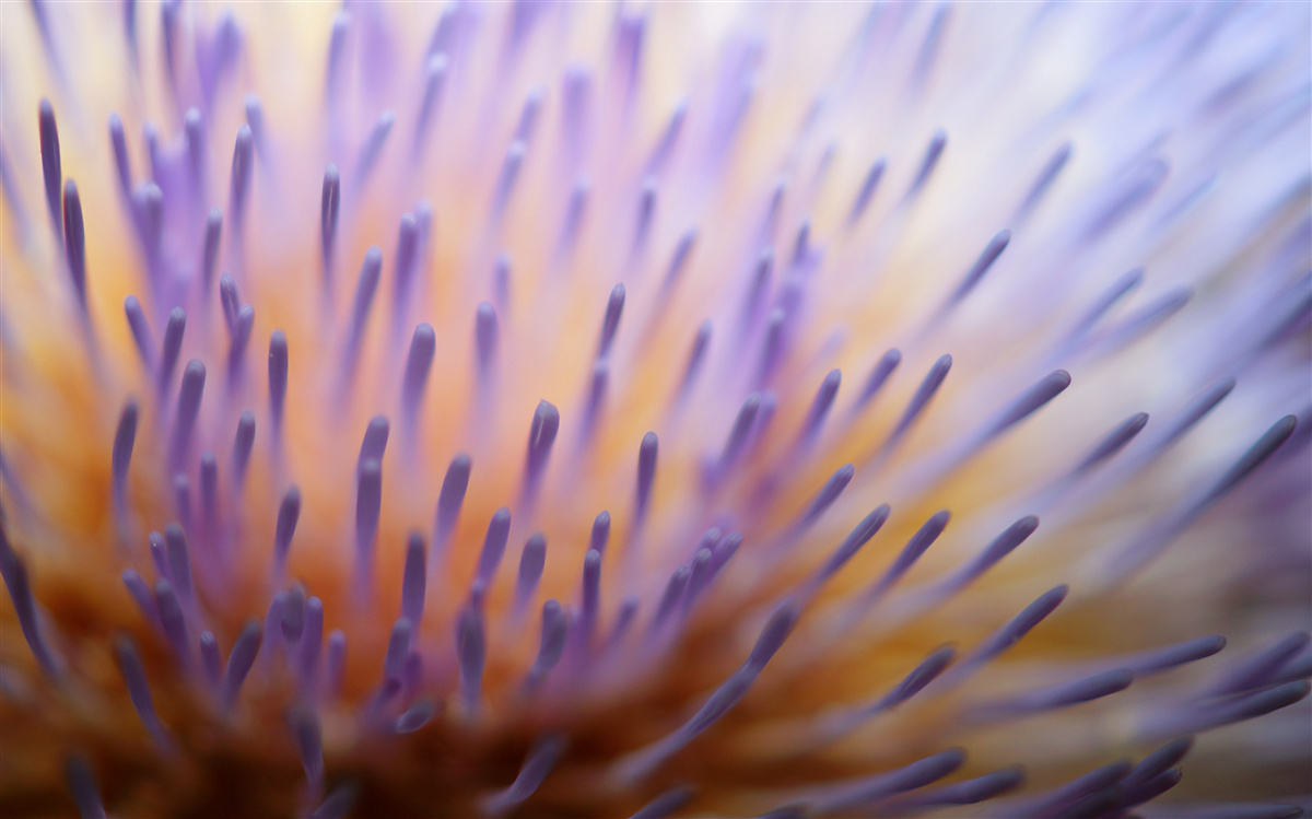 Papier peint chardon lilas d'Ecosse