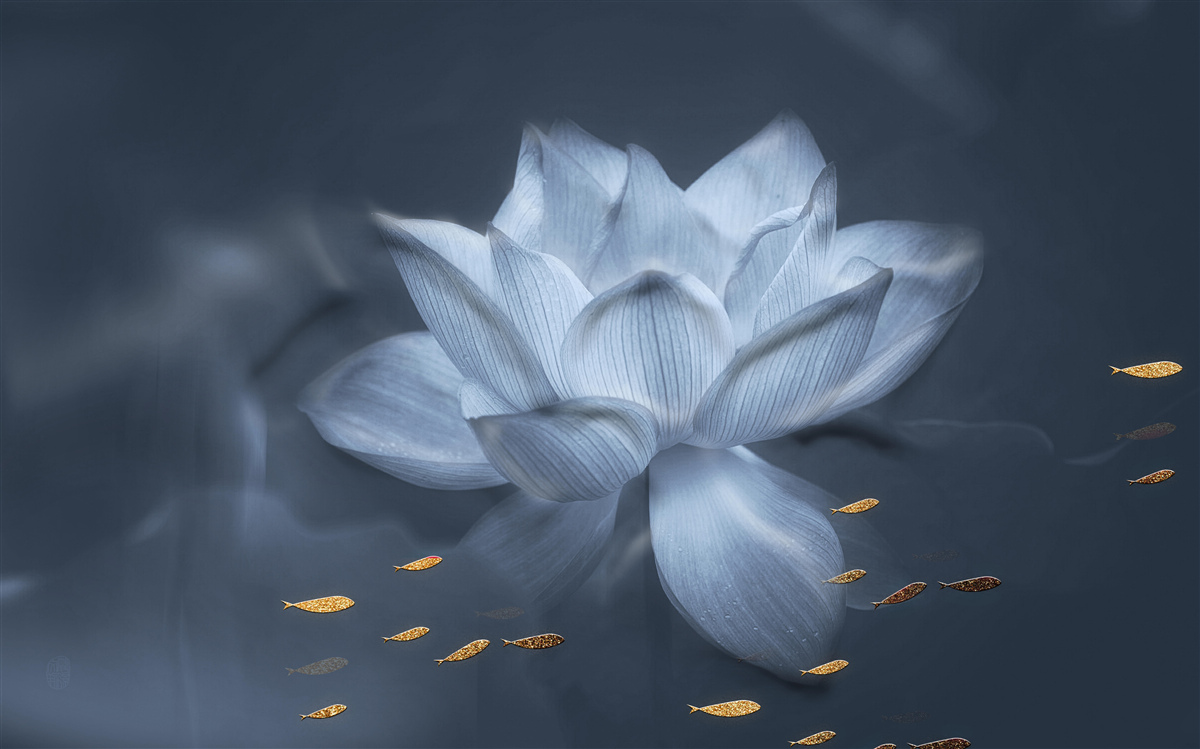 Papier peint poisson rouge et lotus blanc